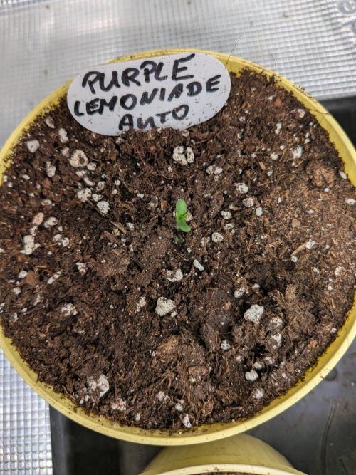 Fast Bud42 Naturalnie. Week 0