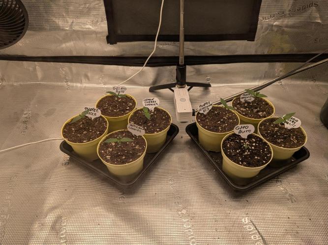Fast Bud42 Naturalnie. Week 1
