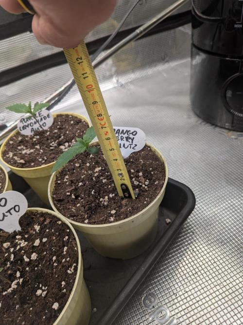 Fast Bud42 Naturalnie. Week 1