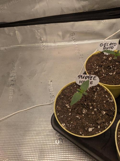 Fast Bud42 Naturalnie. Week 1