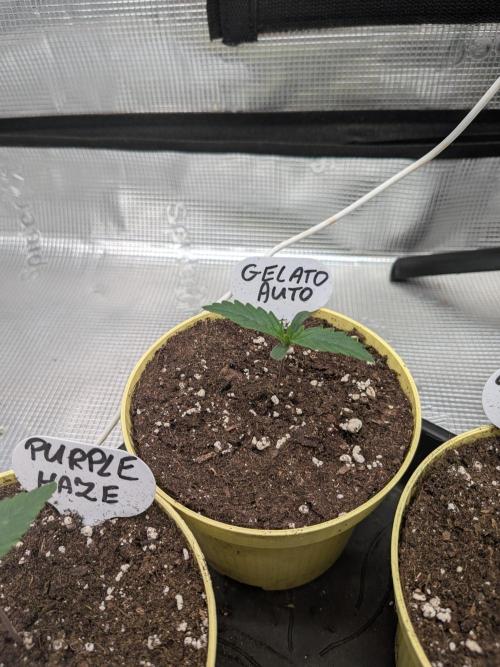 Fast Bud42 Naturalnie. Week 1