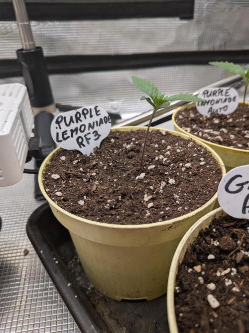 Fast Bud42 Naturalnie. Week 1