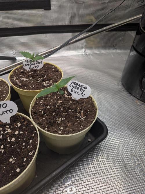 Fast Bud42 Naturalnie. Week 1