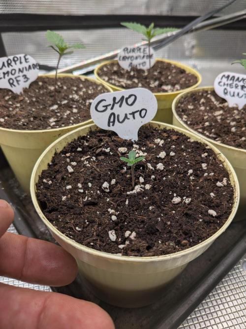 Fast Bud42 Naturalnie. Week 1