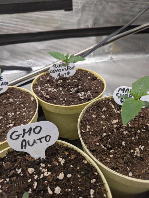 Fast Bud42 Naturalnie. Week 1