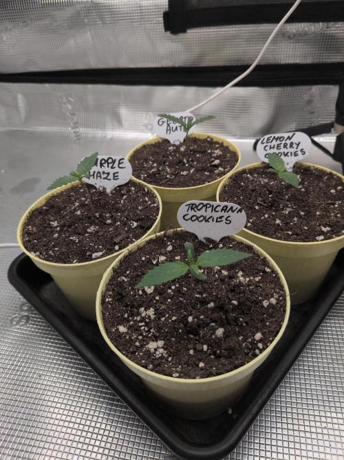 Fast Bud42 Naturalnie. Week 1