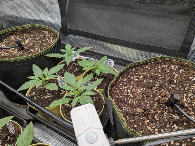 Fast Bud42 Naturalnie. Week 2