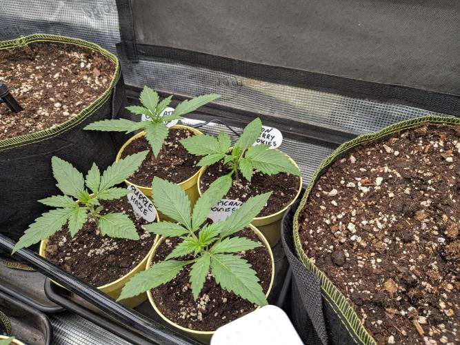 Fast Bud42 Naturalnie. Week 2