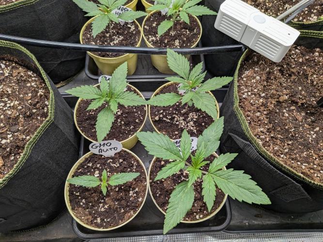 Fast Bud42 Naturalnie. Week 2