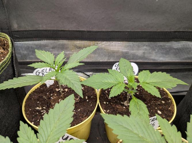 Fast Bud42 Naturalnie. Week 2