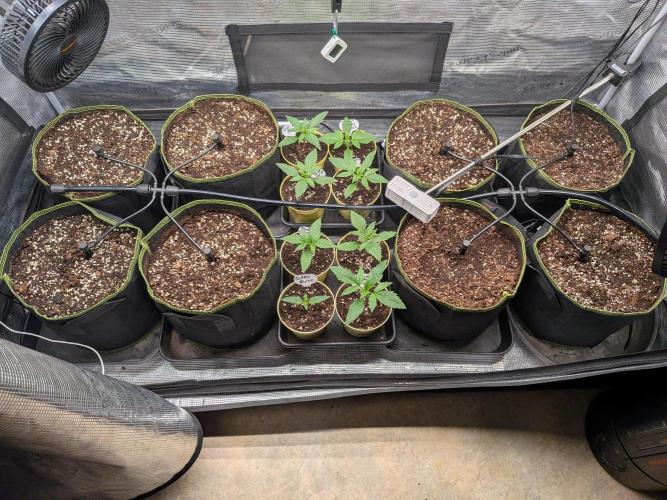 Fast Bud42 Naturalnie. Week 2