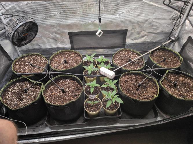 Fast Bud42 Naturalnie. Week 2