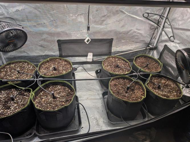 Fast Bud42 Naturalnie. Week 2