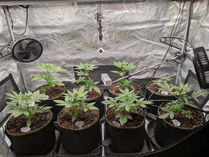 Fast Bud42 Naturalnie. Week 3