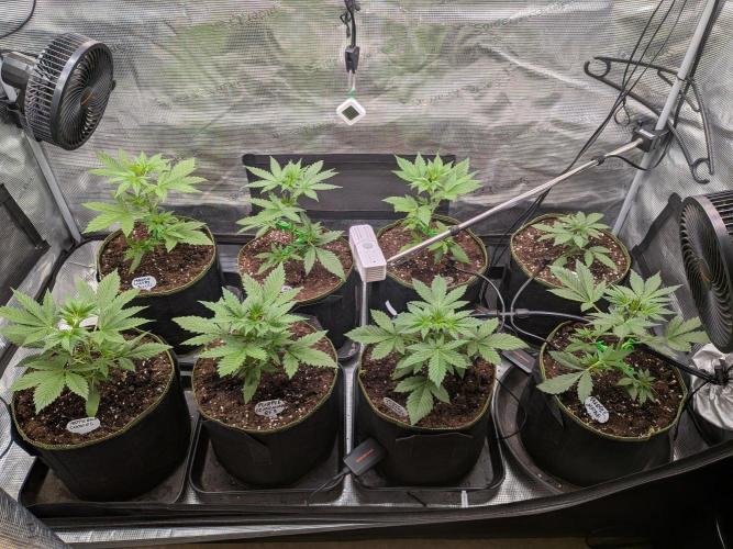 Fast Bud42 Naturalnie. Week 3