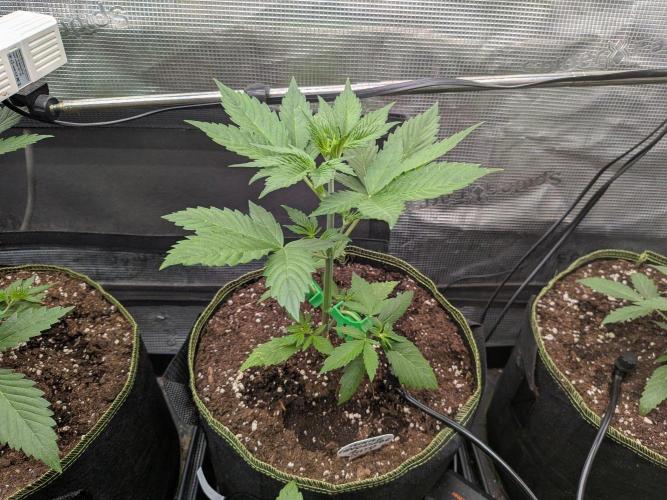 Fast Bud42 Naturalnie. Week 3