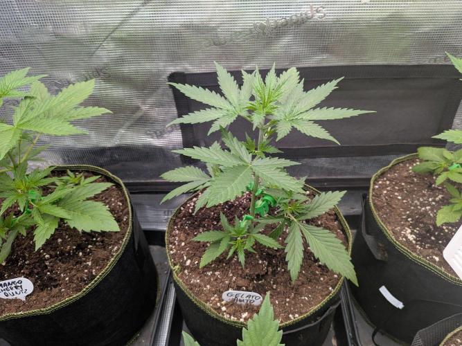 Fast Bud42 Naturalnie. Week 3