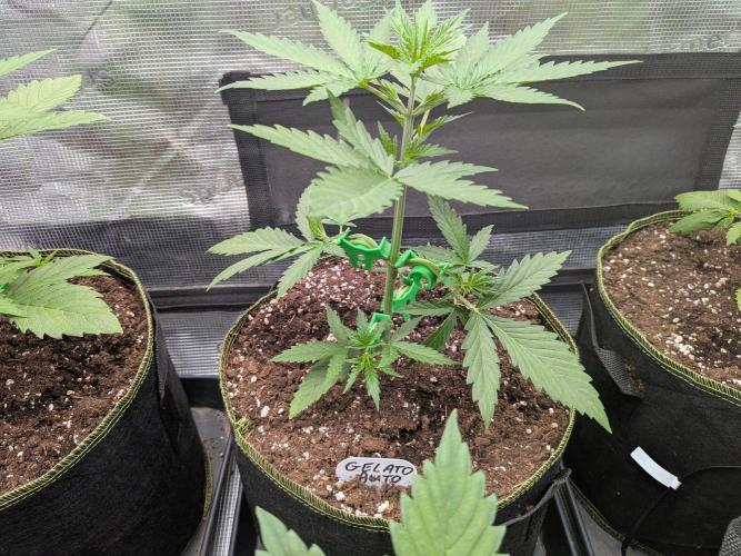 Fast Bud42 Naturalnie. Week 3