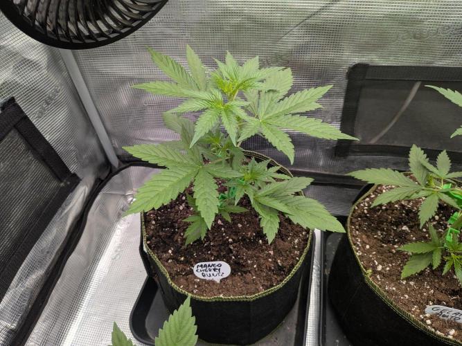 Fast Bud42 Naturalnie. Week 3