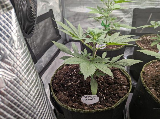Fast Bud42 Naturalnie. Week 3