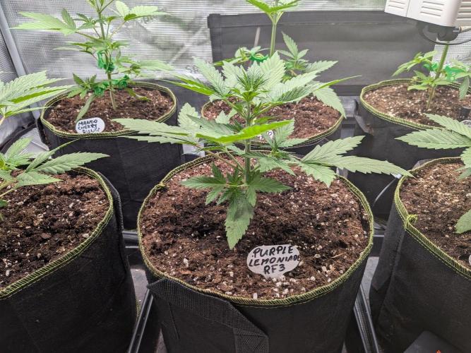 Fast Bud42 Naturalnie. Week 3