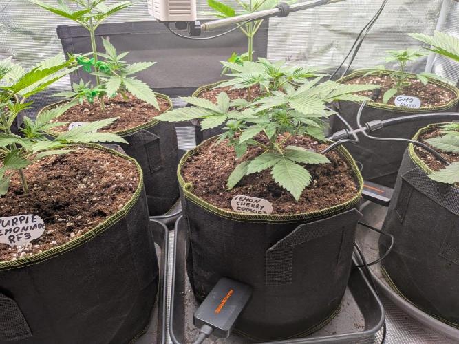 Fast Bud42 Naturalnie. Week 3
