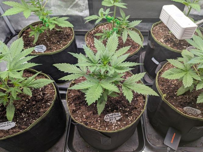 Fast Bud42 Naturalnie. Week 3