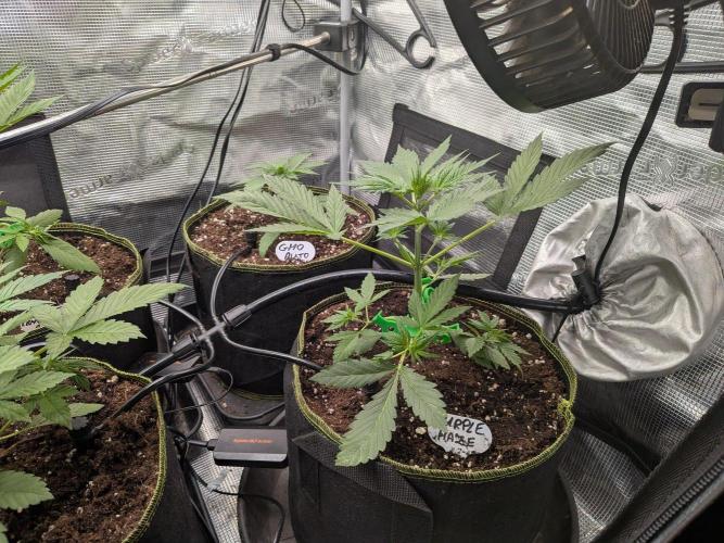 Fast Bud42 Naturalnie. Week 3