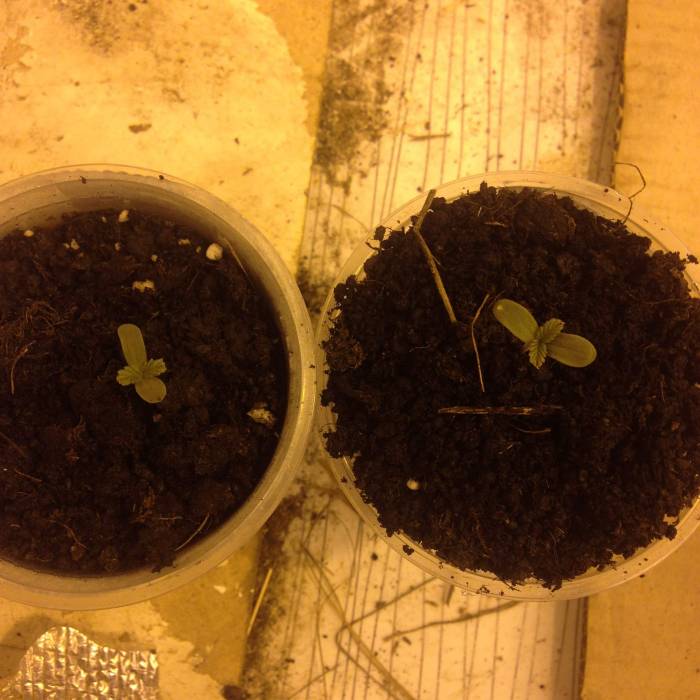 Insedius. Week 1
