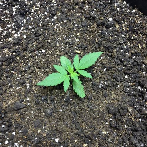 Insedius. Week 2