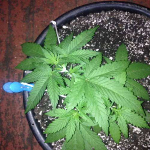 Insedius. Week 3