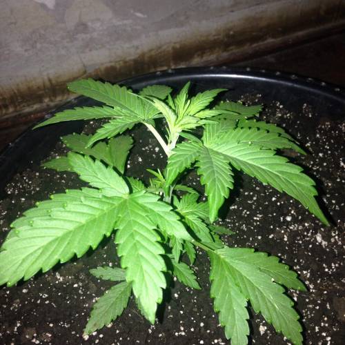 Insedius. Week 3