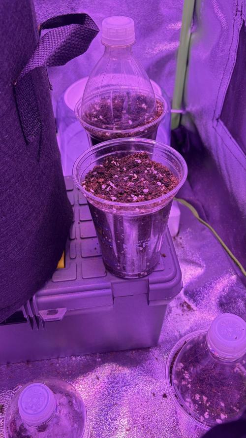 ICE Headshop. Week 0 - AK AUTO HAS EMERGED