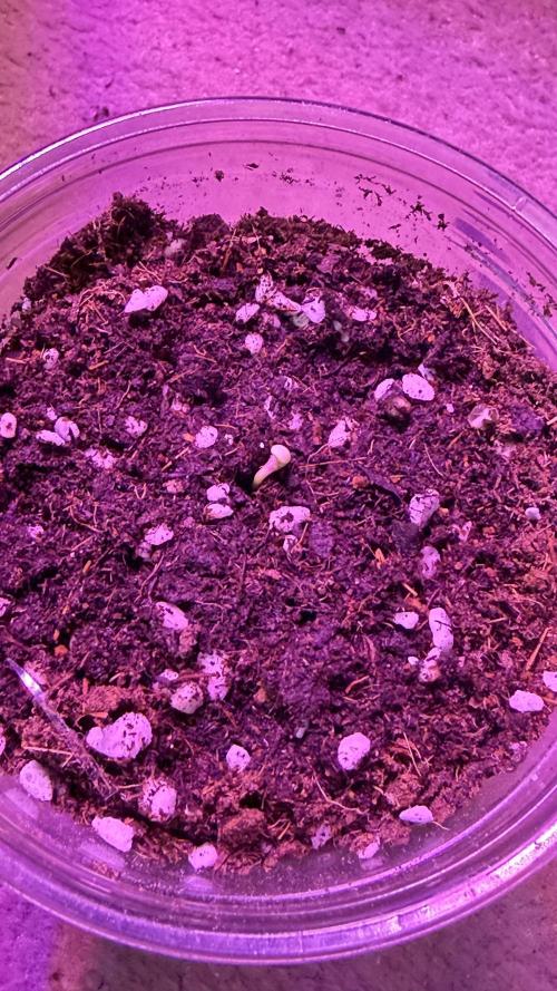 ICE Headshop. Week 0 - AK AUTO SHELL/MEMBRANE HAS BEEN TAKEN OFF WITH DUE DILIGENCE & CARE 