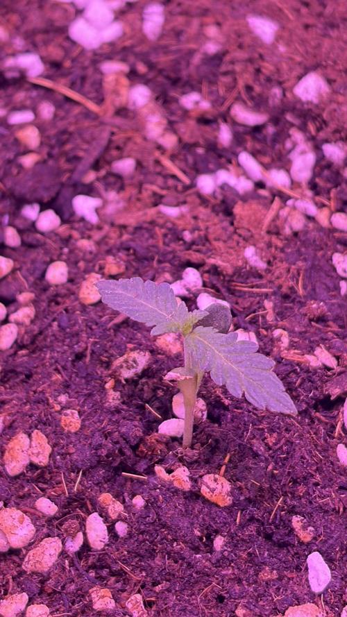 Sour Diesel Flower. Week 1