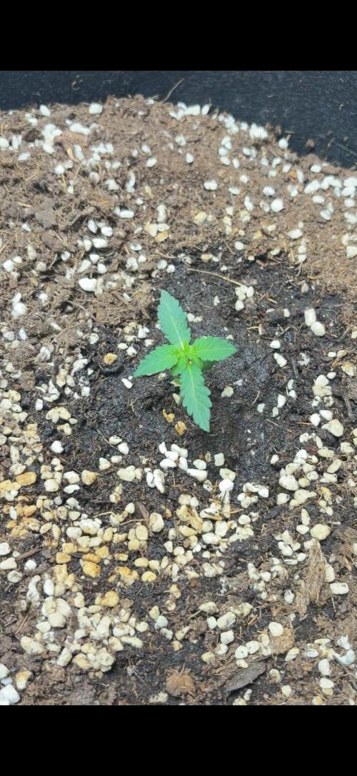 Sour Diesel Flower. Week 2