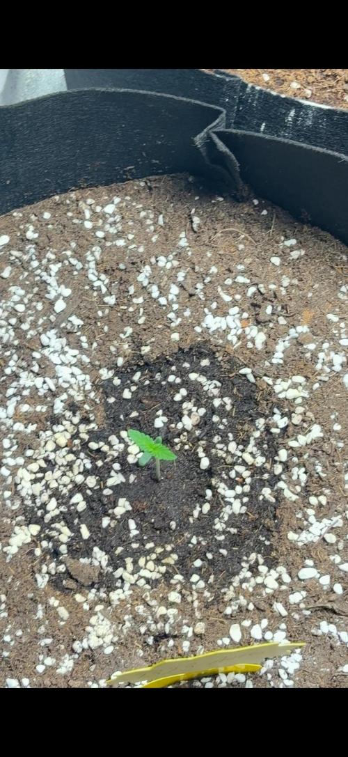 Herbies Seeds. Week 1