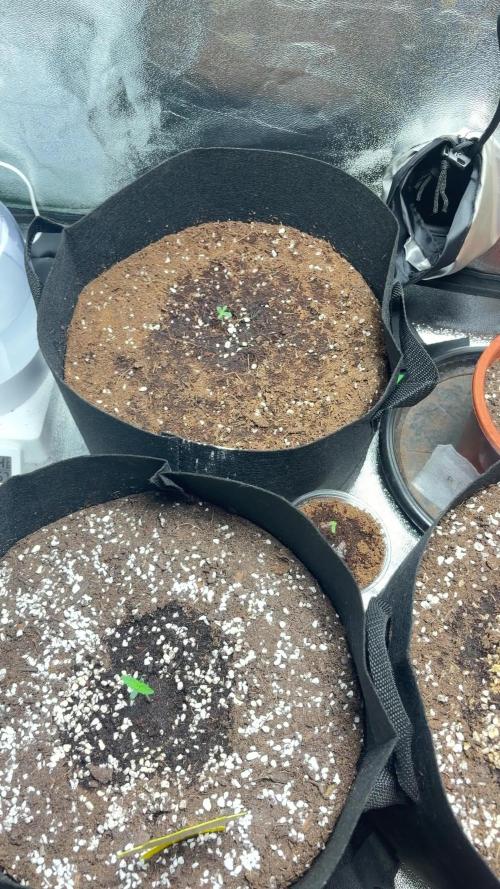 Herbies Seeds
