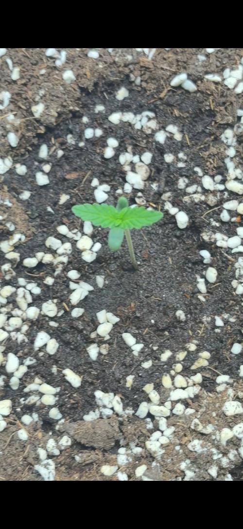 Herbies Seeds. Week 1