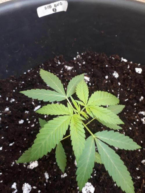 First Indoor Grow. Week 2 - Auto Ultimate