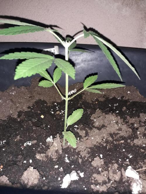 First Indoor Grow. Week 2 - Runtz x Layer Cake (Feminized)