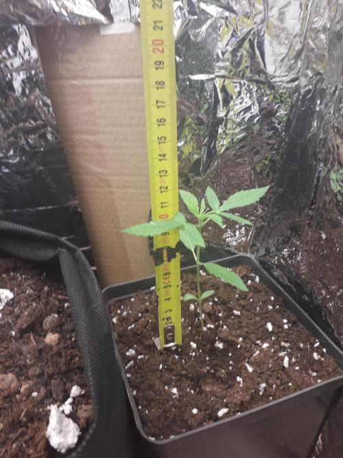 First Indoor Grow. Week 2 - Lemon Kix