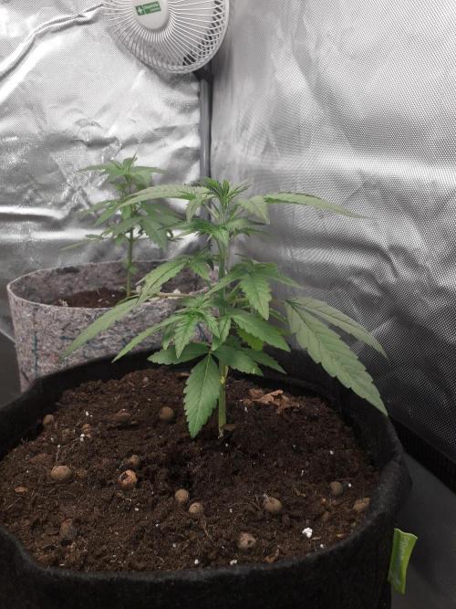 First Indoor Grow. Week 3 - Auto Ultimate