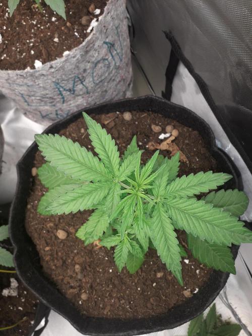 First Indoor Grow. Week 3 - Auto Ultimate