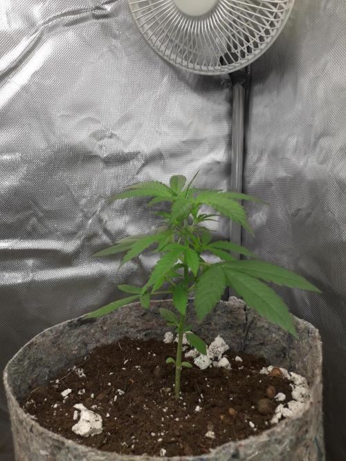 First Indoor Grow. Week 3 - Lemon Kix