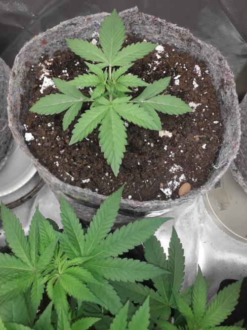First Indoor Grow. Week 3 - Auto Ultimate