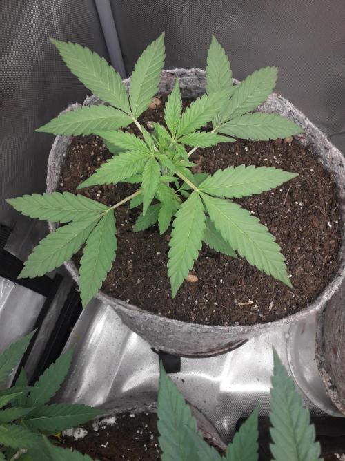 First Indoor Grow. Week 3 - Auto Ultimate