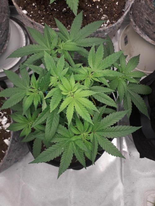 First Indoor Grow. Week 3 - Big Bud