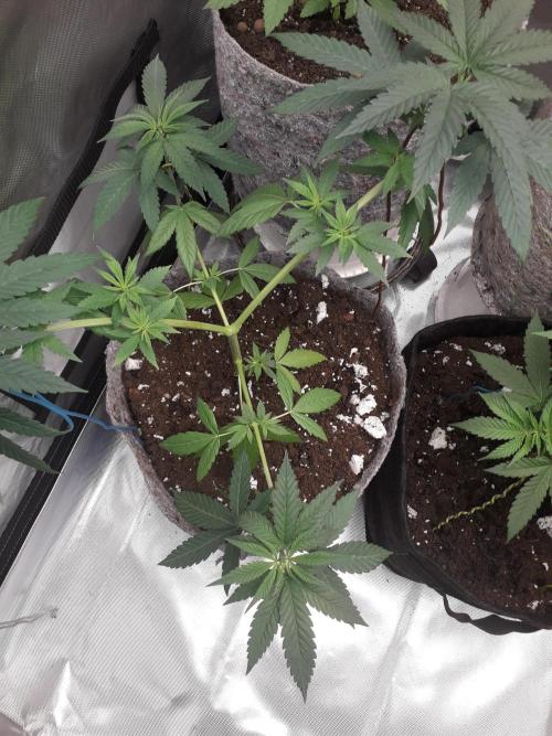 First Indoor Grow. Week 3 - Runtz X Layer Cake 