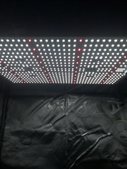 First Indoor Grow. Week 2 - Ralight - LED 240W Quantum Board - 2.7qmol/J
